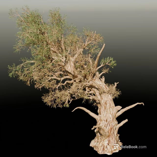Ancient Arbor With Thick Rough Trunk Twisted Branches And Lush Green Foliage 3d model 