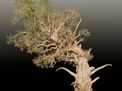 Ancient Arbor With Thick Rough Trunk Twisted Branches And Lush Green Foliage 3d model