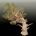 Ancient Arbor With Thick Rough Trunk Twisted Branches And Lush Green Foliage