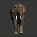 Realistic Elephant Model With Large Tusks Big Ears And Raised Trunk