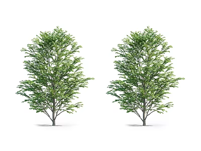 Two Lush Green Arbor Trees With Dense Foliage And Branches Isolated 3d model