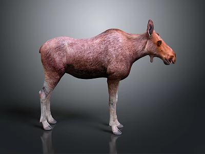 Brown Moose With White Legs Standing On Dark Background With Reflection 3d model