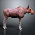 Brown Moose With White Legs Standing On Dark Background With Reflection