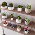 Fleshy Plant Potted Plant Combination Desktop Plant Green Plant Potted Cactus Cactus Ball Solid Wood Partition Storage Rack 3d model