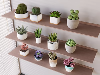Succulent Plants On Multi Tiered Wooden Shelf With Various Types And Colorful Pots 3d model