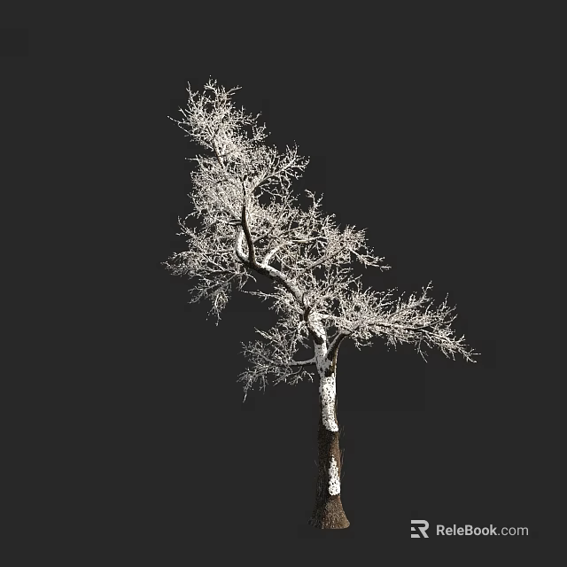Deciduous Tree With Snow Covered Branches And White Trunk Against Dark Background 3d model 