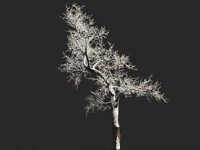 Deciduous Tree With Snow Covered Branches And White Trunk Against Dark Background 3d model