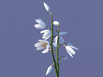 Beautiful White Flowers with Multiple Petals on Slender Stem Against Purple Background 3d model