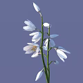Beautiful White Flowers with Multiple Petals on Slender Stem Against Purple Background