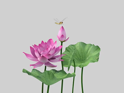 Beautiful Aquatic Plants Featuring Pink Lotus Flowers Lotus Leaves And Dragonfly On Bud 3d model