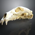 Detailed Animal Skull Bone Structure With Sharp Teeth And Anatomical Features 3d model