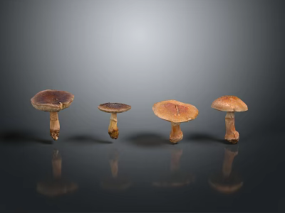 Four Fresh Wild Mushrooms Arranged in Row on Dark Reflective Surface 3d model