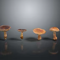 Four Fresh Wild Mushrooms Arranged in Row on Dark Reflective Surface