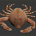 Red Spotted Crab With Vibrant Claws Close Up On Dark Isolated Background 3d model