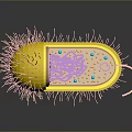 Yellow Bacterial 3D Model With Pink Pili Internal Purple Structure Blue Orange Dots And Tail