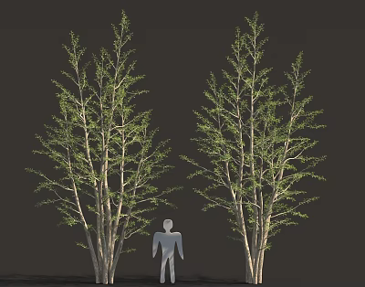 Two Leafy Trees With Green Branches And Human Silhouette For Landscape Design 3d model