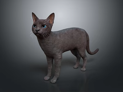 Gray Short Haired Cat With Blue Eyes Standing On Dark Background 3d model