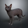 Gray Short Haired Cat With Blue Eyes Standing On Dark Background 3d model