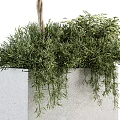 Elegant Olive Tree Bonsai Plants In Concrete Planters With Spherical Canopy And Hanging Foliage