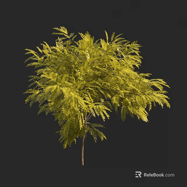 Lush Green Tree With Feathery Leaves And Slender Trunk Isolated On Black Background 3d model 