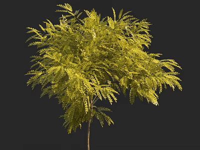Lush Green Tree With Feathery Leaves And Slender Trunk Isolated On Black Background 3d model