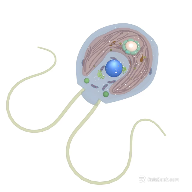 Detailed Biological Cell Structure Diagram With Flagella Nucleus And Organelles 3d model 