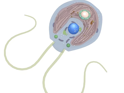 Detailed Biological Cell Structure Diagram With Flagella Nucleus And Organelles 3d model