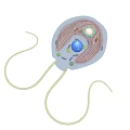 Detailed Biological Cell Structure Diagram With Flagella Nucleus And Organelles