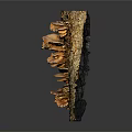 Organic Fresh Vegetable Mushrooms Growing On Natural Tree Trunk Surface