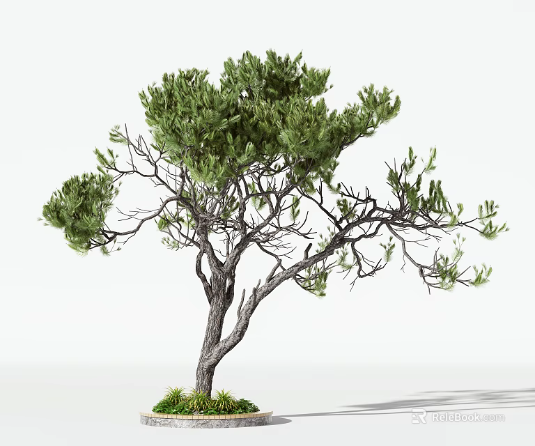 Lush Green Arbor with Thick Trunk and Spreading Branches in Circular Planter Surrounded by Grass 3d model 