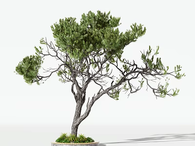 Lush Green Arbor with Thick Trunk and Spreading Branches in Circular Planter Surrounded by Grass 3d model