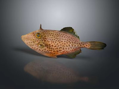 Spotted Orange Brown Fish With Dark Spots And Large Eyes On Reflective Surface 3d model