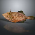 Spotted Orange Brown Fish With Dark Spots And Large Eyes On Reflective Surface