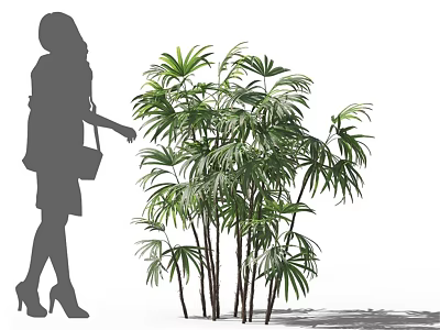 Tall Leafy Arbor With Slender Trunks And Lush Green Leaves Beside Woman Silhouette 3d model