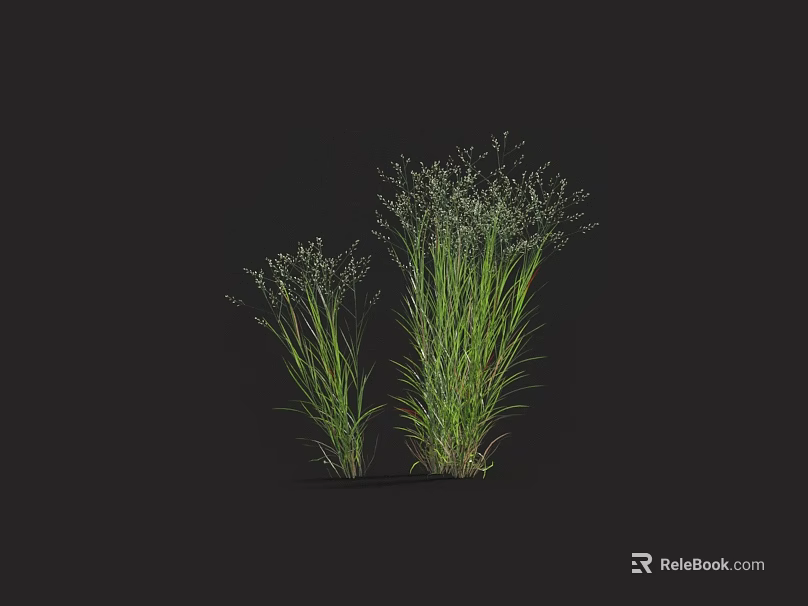 Lush Green Grasses With Slender Leaves And Small White Flowers On Black Background 3d model 
