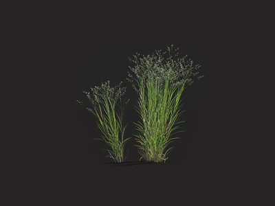 Lush Green Grasses With Slender Leaves And Small White Flowers On Black Background 3d model
