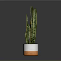 Sansevieria Plant With Long Green Leaves Yellow Stripes In White Orange Pot For Indoor Decoration