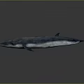Detailed Realistic 3D Rendered Whale on Dark Background with Subtle Reflection