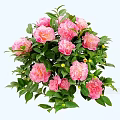 Lush Shrub With Pink Flowers Green Leaves And Yellow Berries
