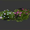 Heart shaped green plant with vibrant colorful flowers purple pink blue yellow and green leaves