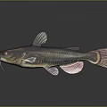 3D Rendered Catfish With Pink Fins And Whiskers On Dark Background Reflection