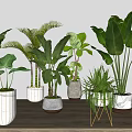 Indoor Potted Plants on Wooden Table with Various Green Leaves and Decorative Pots