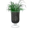 Grassy Bonsai Potted Plant in Transparent Glass Vase with Black Pebbles on White Background