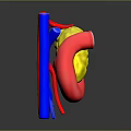 Human Organs 3D Anatomical Model Displaying Liver Stomach And Blood Vessels Structure