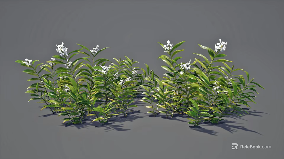 Green Plants With White Small Flowers And Slender Leaves Arranged On Gray Background 3d model 