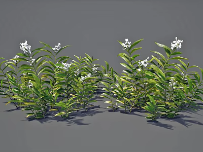 Green Plants With White Small Flowers And Slender Leaves Arranged On Gray Background 3d model