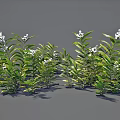 Green Plants With White Small Flowers And Slender Leaves Arranged On Gray Background