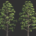 Two Lush Green Trees With Brown Trunks And Dense Foliage 3D Render