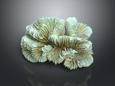 Green Frilled Coral Polyp Aquatic Animal With Gray Background Reflection 3d model Green Frilled Coral Polyp Aquatic Animal With Gray Background Reflection 3d model
