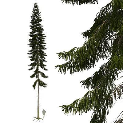 Tall Evergreen Trees with Layered Branches and Lush Foliage in Natural Scene 3d model